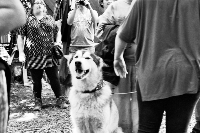 Banjo the dog at Chin Up Festival